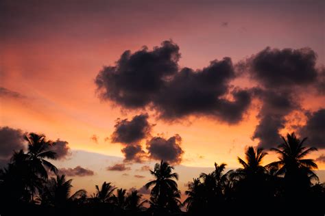 Free Images Horizon Cloud Sun Sunrise Sunset Field Palm Tree