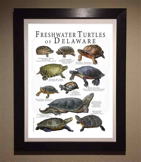 Freshwater Turtles Of Delaware Poster Print Field Guide Etsy