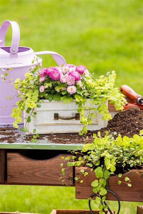 Pflanzgef Im Ambiente Bild Kaufen Gartenbildagentur