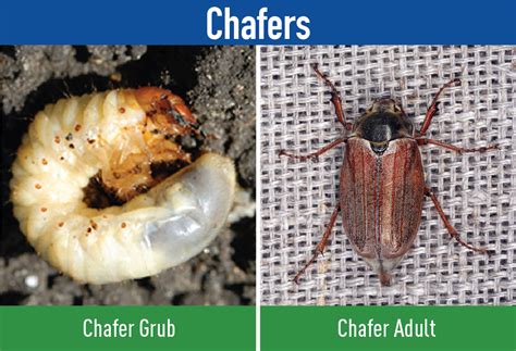 Lawn Grubs White Grub Identification And Control