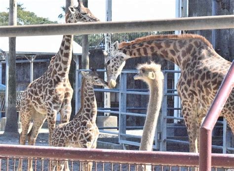 赤ちゃんすくすく 名前決まる マサイキリン「ヒマリ」 宮崎市フェニックス自然動物園 ／宮崎 毎日新聞