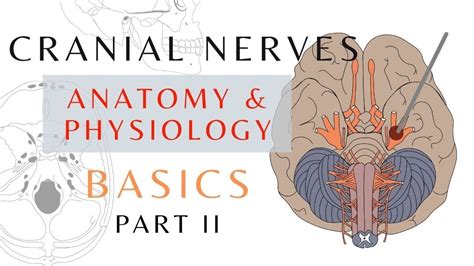 Cranial Nerves Anatomy Nerve Anatomy Anatomy And Physiology Medical