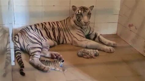 Mira White Tigress Gives Birth To Two Cubs In Madhya Pradeshs Gandhi