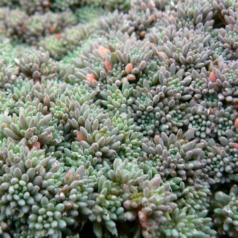 Sedum hispanicum 'Blue Carpet' from Neil Vanderkruk Holdings Inc.