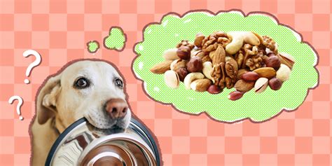 Can Dogs Eat Nuts And Which Nuts Are Toxic Dodowell The Dodo