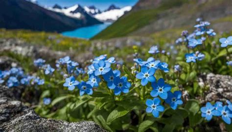 Alaska State Flower: Forget-Me-Not, Meaning and Symbolism