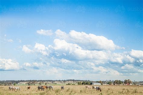 Image of Herd of Appaloosa horses grazing in a paddock with a big sky ...