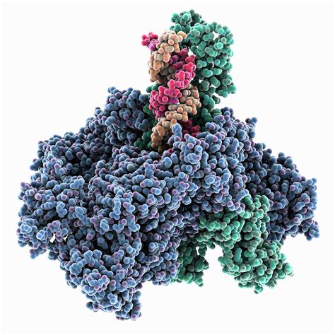 Sars Cov Replication And Transcription Photograph By Laguna Design