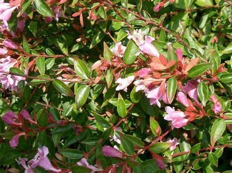 Abelia Edward Goucher Hahira Nursery Georgia Garden