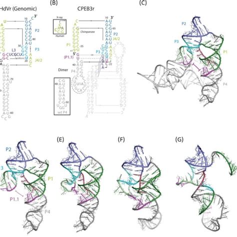 A Secondary Structure Of The Hdv Ribozyme As Deduced From The Crystal