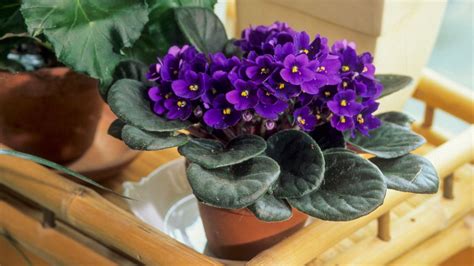 Best Potting Soil For African Violets A Comprehensive Guide To