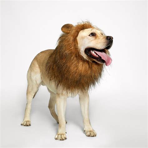 Amazon.com : TOMSENN Dog Lion Mane - Realistic & Funny Lion Mane for Dogs - Complementary Lion ...