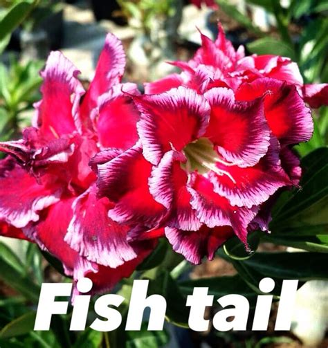 Adenium Desert Rose Fishtail Tropics Home