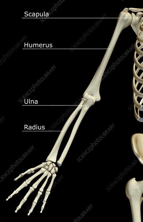 The Bones Of The Upper Limb Stock Image F0017017 Science Photo