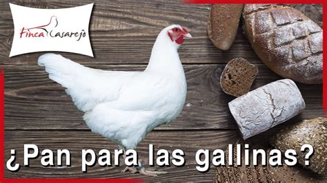 Los Beneficios Del Pan En La Alimentaci N De Las Gallinas Mascotario