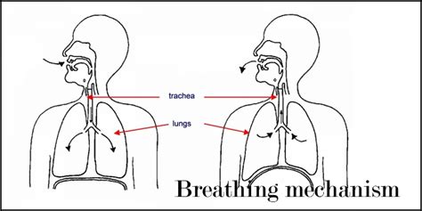 Breathing Mechanism