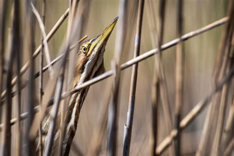 30+ Bittern Camouflage Pond Reed Stock Photos, Pictures & Royalty-Free ...