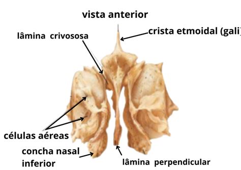 Osso Etmóide Anatomia Odonto