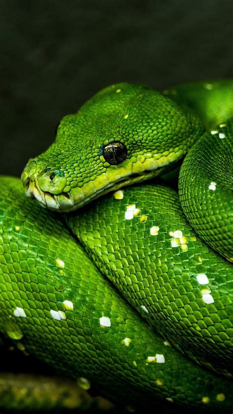 Green Snake Wallpapers - Top Free Green Snake Backgrounds - WallpaperAccess