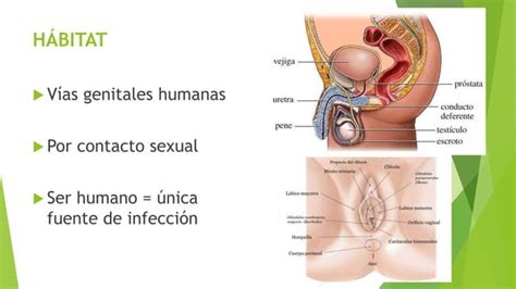 Neisseria Gonorrhoeae Ppt