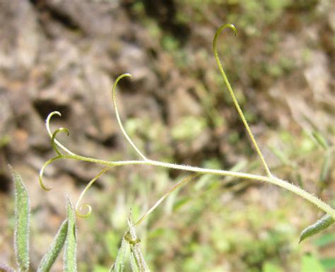 Pacific Pea Annadel Plants Inaturalist