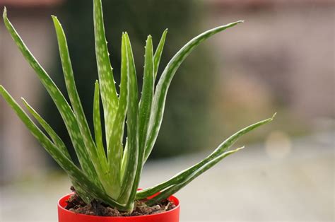 How To Harvest Your Aloe Vera Without Killing It The Practical Planter