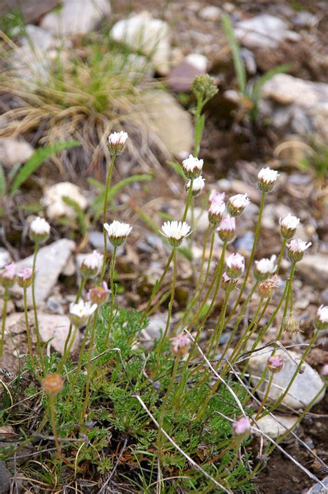 Erigeron Ochroleucus Buff Feabane Imgp2228 Erigeron Ochr Flickr