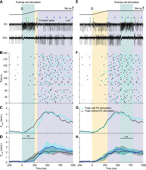 Optogenetic Stimulation Of Purkinje Cells Delays The Onset Of Licking