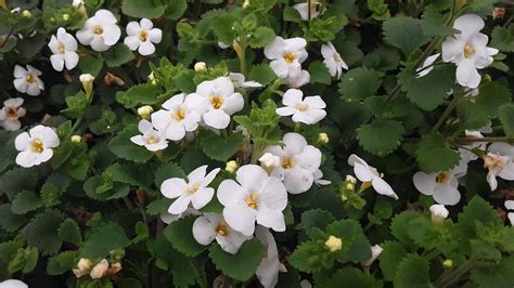 Bacopa – Growing Gardens