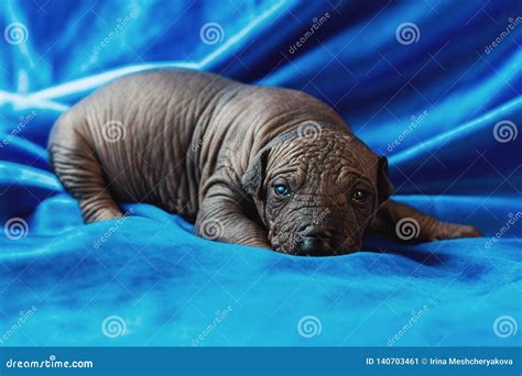 Newborn Dog Mexican Xoloitzcuintle Puppies, One Week Old, Sits on a Blue Background Stock Image ...