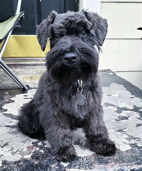 Gorgeous black mini schnauzer puppy | Schnauzer puppy, Mini schnauzer puppies, Mini schnauzer