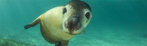 Buceo en Galápagos - viaje de en Ecuador