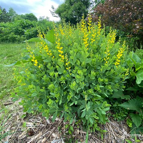 Baptisia sphaerocarpa #1 (Yellow Wild Indigo) - Scioto Gardens Nursery