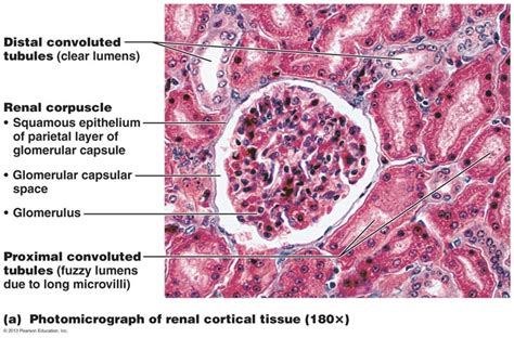 renal cortex photomicrograph Diagram | Quizlet