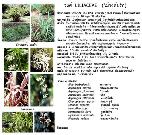 acanthaceae annonaceae apocyna