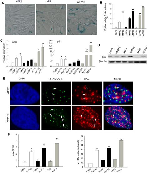 Telomere Dysfunction Is Associated With Cellular Senescence In Pig