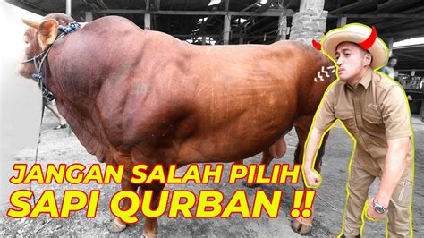 Jangan Salah Pilih Sapi Qurban Youtube