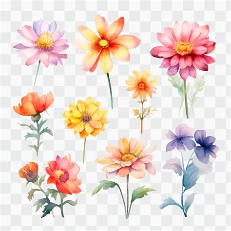 Un Ensemble De Fleurs Aquarelles Sur Fond Transparent Vecteur Premium