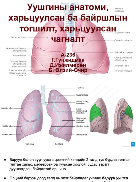 Уушги Pdf