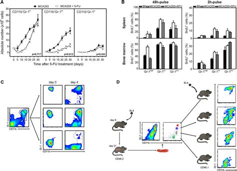 CD11b Gr 1 Int Cells Comprise Highly Proliferating Myeloid