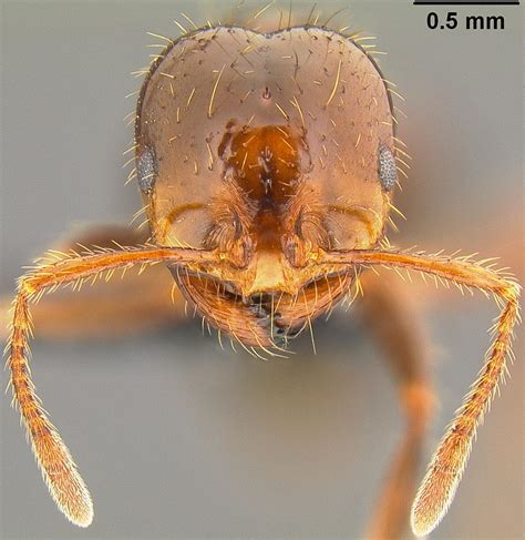 Solenopsis Invicta Piakey