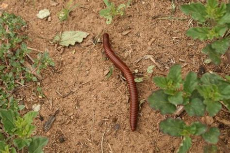 The Desert Millipede KXCI