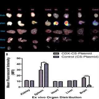 Ex Vivo Imaging Of Major Organs Of The Mice Was Treated With