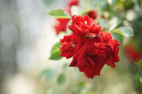 Blooming Rose Flower In Bloom In Garden Park Stock Photo By Psisa