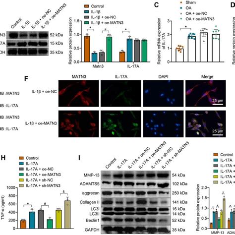 MATN3 inhibits IL 1β induced ECM degradation and autophagy defects in