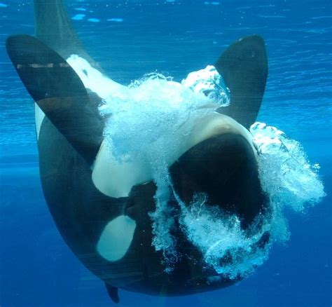 An Orca Swimming In The Water With Its Head Above The Waters Surface