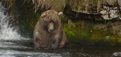 The fattest bear was chosen in the US National Park - Pictolic