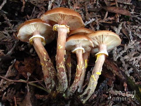 Honey Mushrooms Photograph By Timothy Myles Fine Art America