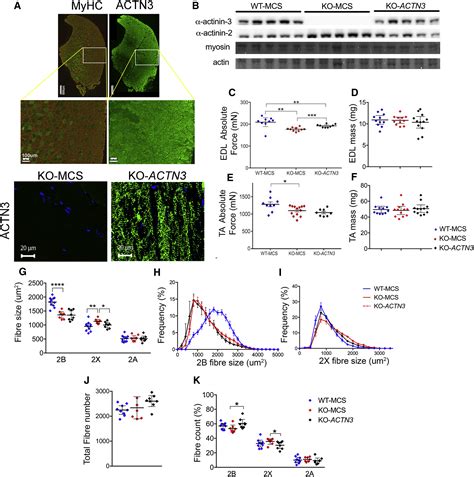 The Effect Of Actn Gene Doping On Skeletal Muscle Performance The