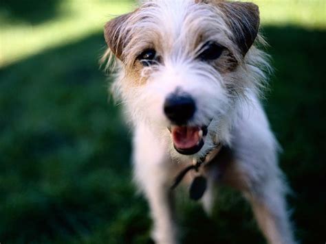 How to Be the Best Dog Foster Parent | Petfinder